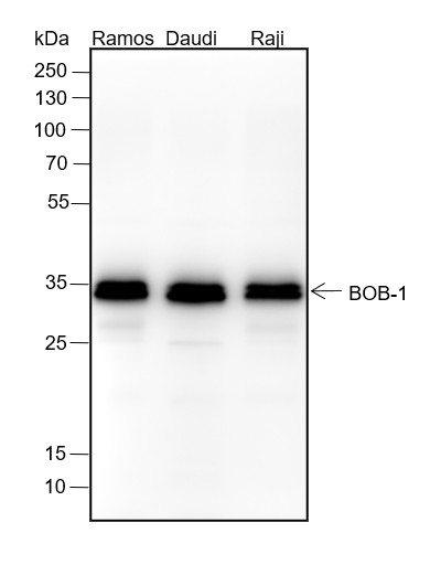 Recombinant BOB-1 Monoclonal Antibody-searchlist-1