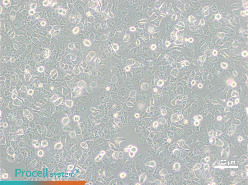 NCI-H661 - 1