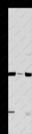 FAAH Polyclonal Antibody - 1