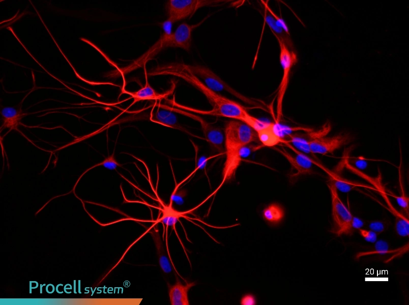 Rat Astrocyte Complete Medium - 2