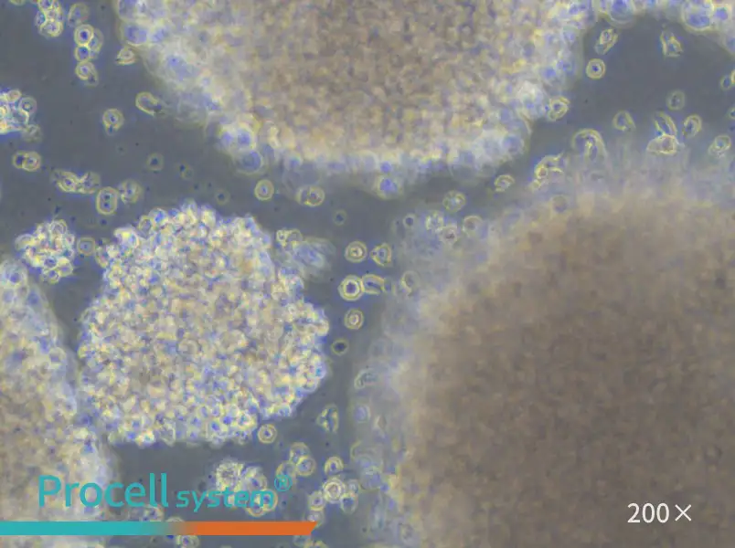 GM23255 Cell Complete Medium - 4