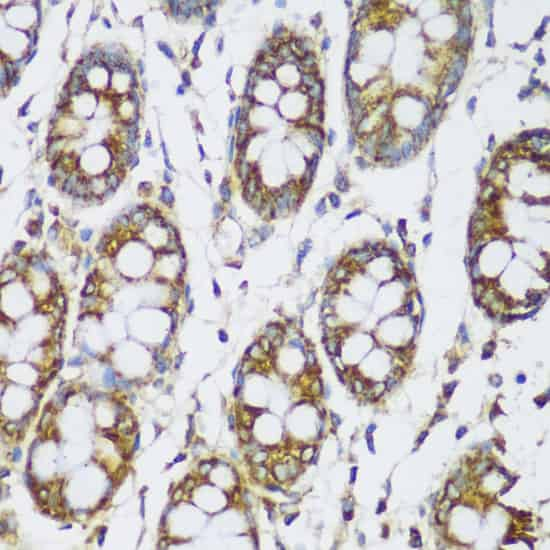 Immunohistochemistry of paraffin-embedded Human colon using ECH1 Polyclonal Antibody at dilution of  1:150 (40x lens).