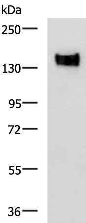 Western blot analysis of A549 cell lysate  using CEACAM1 Polyclonal Antibody at dilution of 1:500