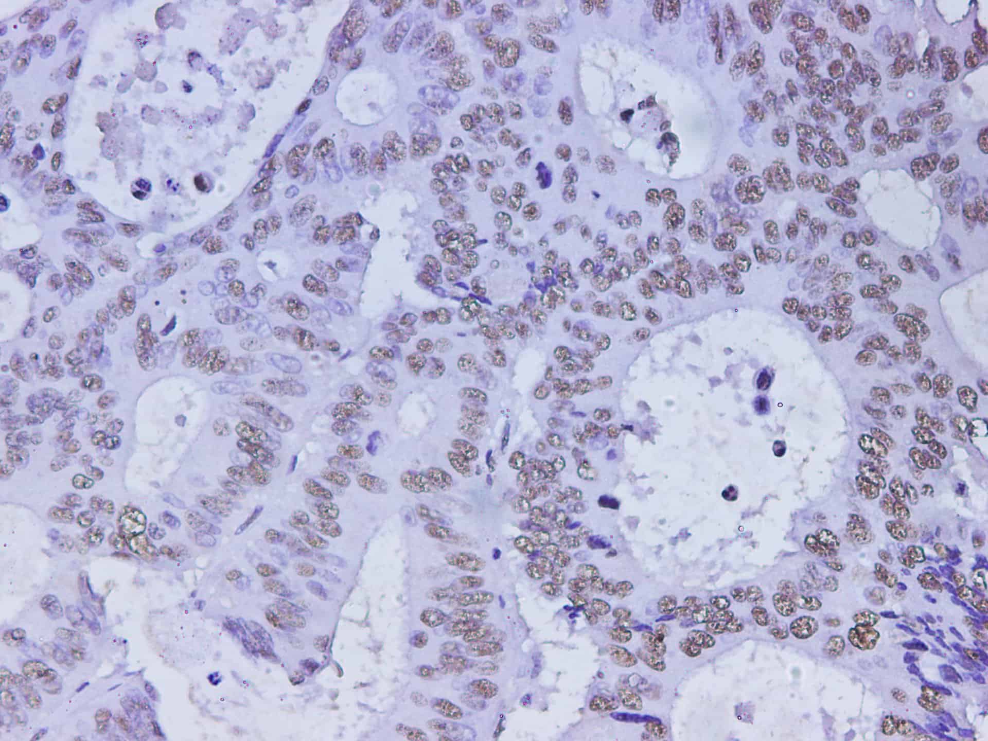 AF/LE Purified Anti-Mouse H-2 Antibody[M1/42]-产品推荐-1