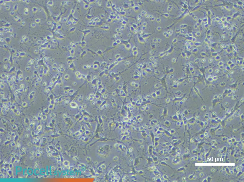 Mouse Hippocampal Neuron Complete Medium - small - 4