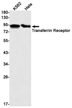 Western blot detection of Transferrin Receptor in K562,Hela cell lysates using Transferrin Receptor Rabbit mAb(1:1000 diluted).Predicted band size:84kDa.Observed band size:90kDa.