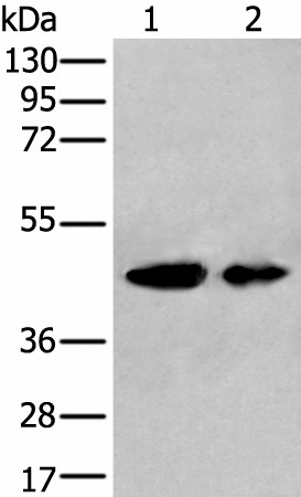 Western blot analysis of A549 and HEPG2 cell lysates  using VASP Polyclonal Antibody at dilution of 1:400