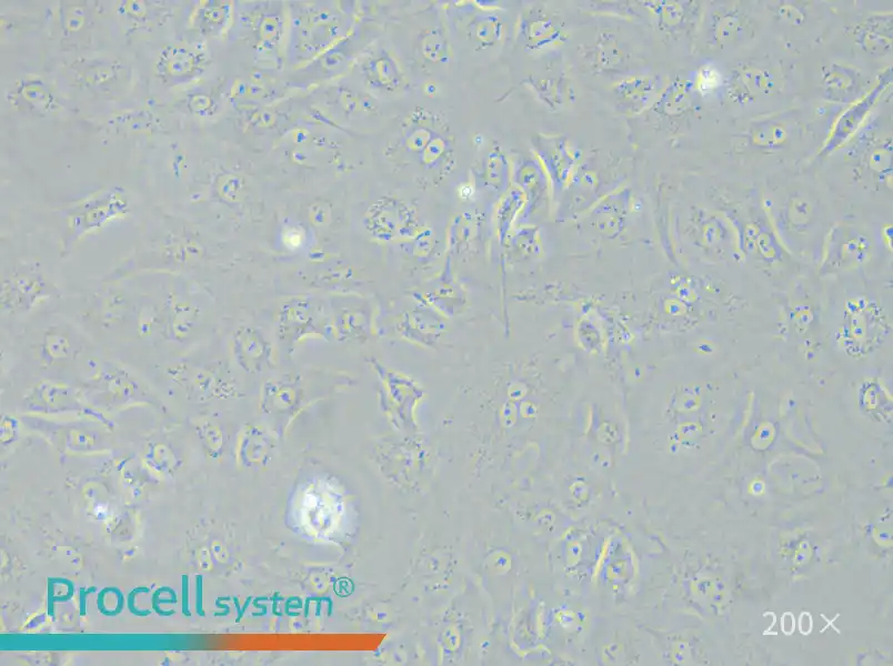 NRK-52E Cell Complete Medium - small - 4