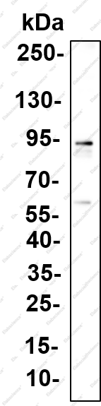 Recombinant OCT1 Monoclonal Antibody - 5