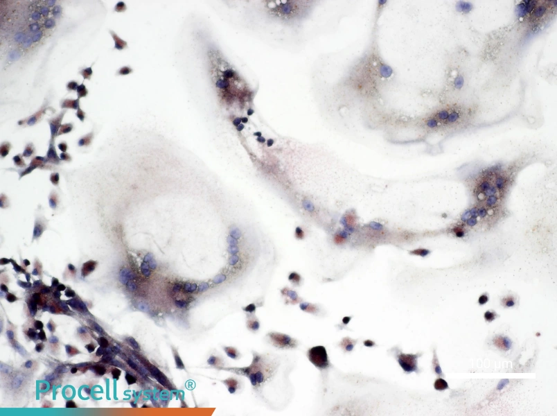 Rat Osteoclast Cell Complete Medium - 2