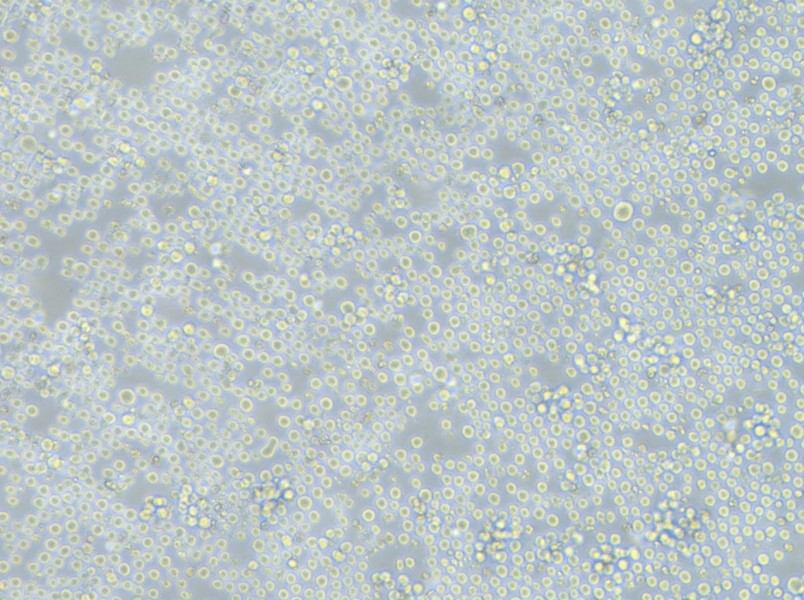 K562-FLUC Cell Complete Medium - 2