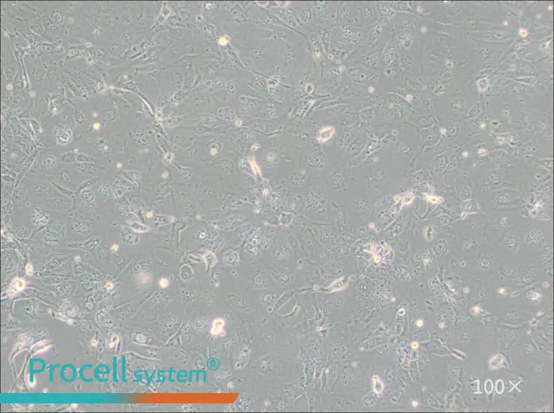 NCI-H2347 Cell Complete MediumNCI-H2347 Cell Complete Medium - 3