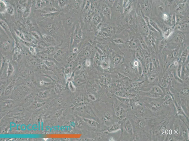 SW1710 (L15) Cell Complete Medium - 6