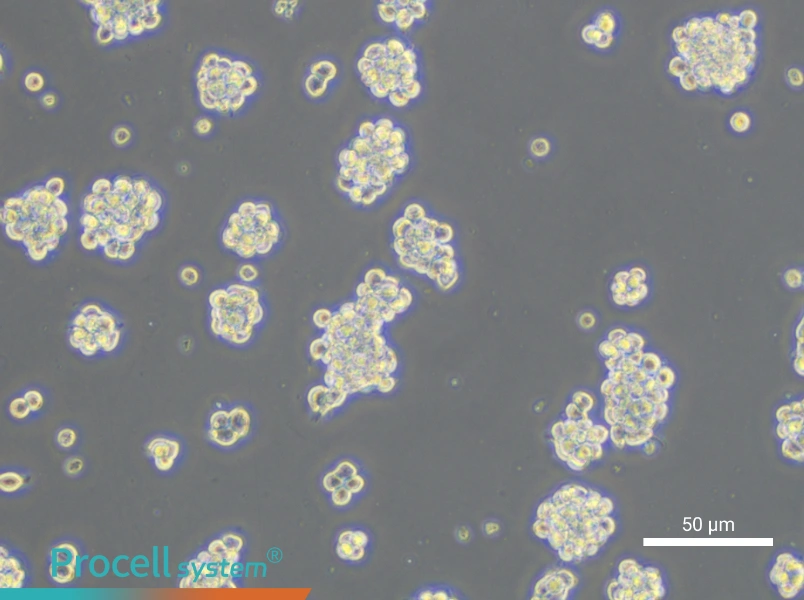 AR42J Cell Complete Medium - small - 5