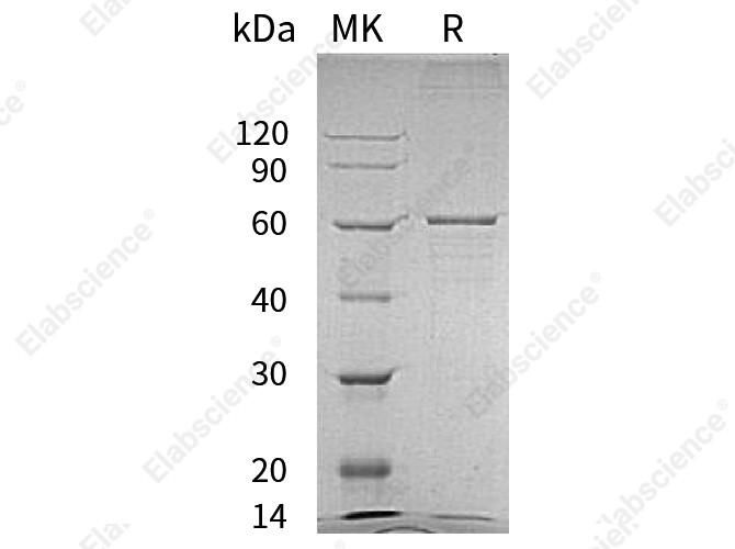 Recombinant Human BLK Protein (His Tag) - 1