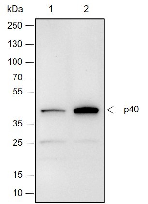 Recombinant p40 Monoclonal Antibody-searchlist-1