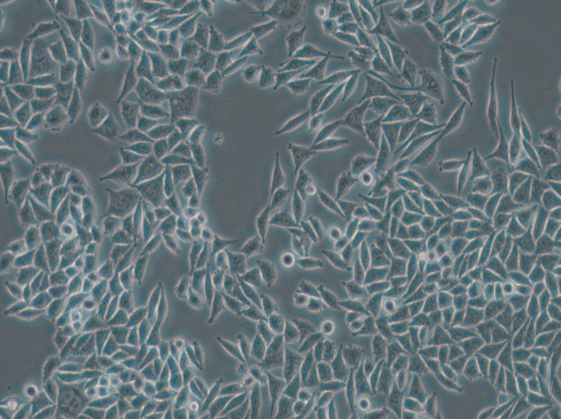 L-WRN Cell Complete Medium - 4