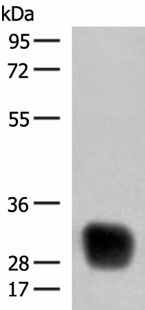 Western blot analysis of Raji cell lysate  using HLA-DRB4 Polyclonal Antibody at dilution of 1:350