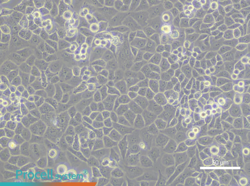 CC-LP-1 Cell Complete MediumCC-LP-1 Cell Complete Medium - 4