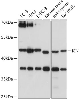 Western blot analysis of extracts of various cell lines using KIN Polyclonal Antibody at 1:1000 dilution.