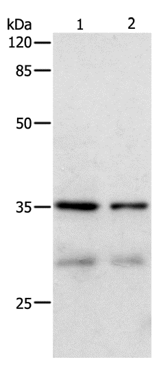 Western Blot analysis of Hela and 293T cell using CDK4 Polyclonal Antibody at dilution of 1:450