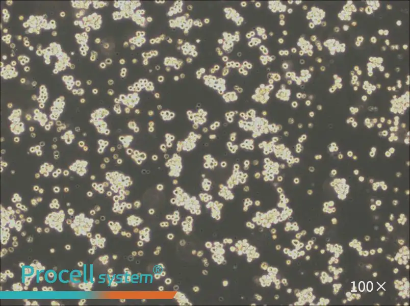 Akata Cell Complete Medium - 1