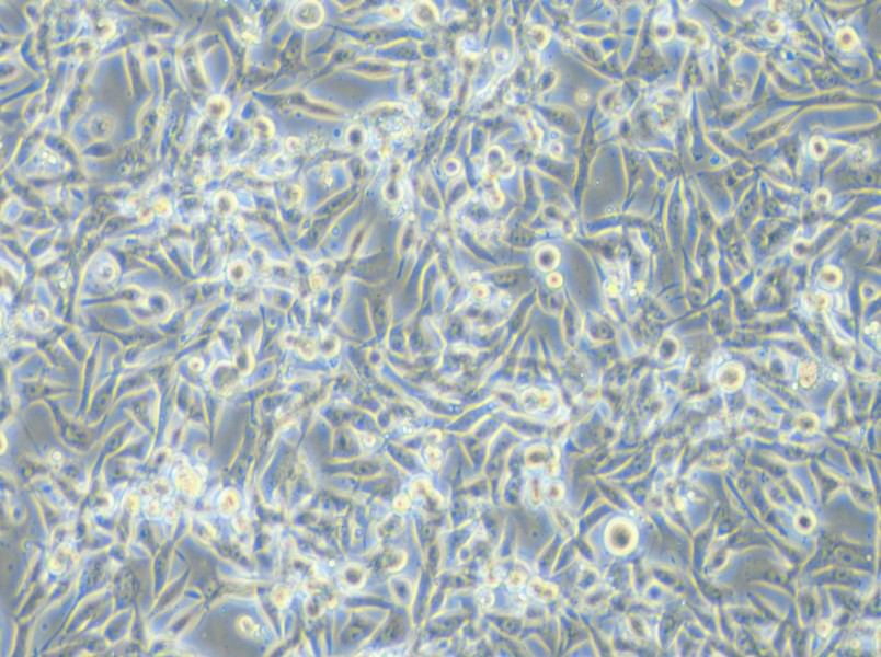 EBC-1 Cell Complete Medium - 5