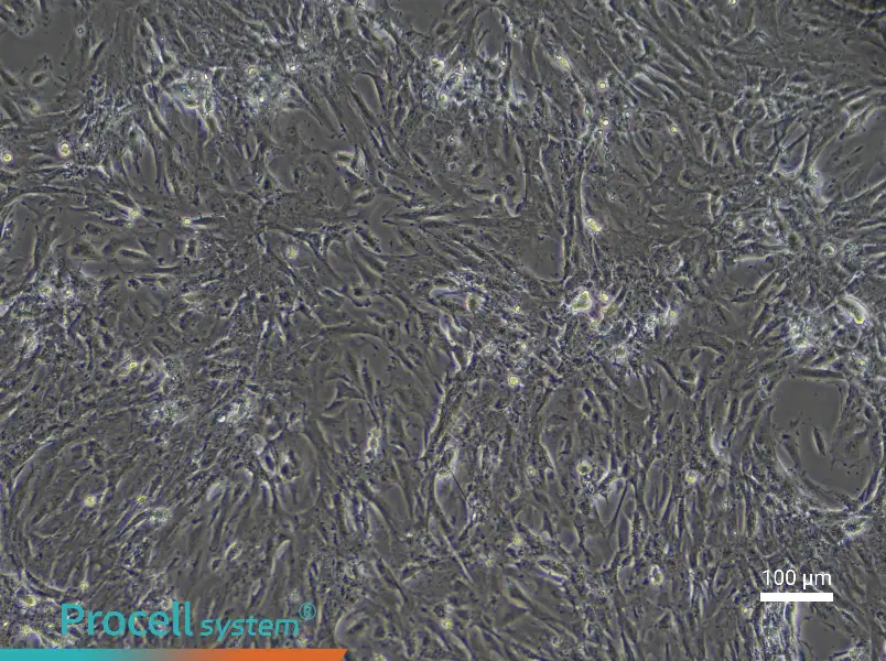 Rat Intestinal Smooth Muscle CellsRat Intestinal Smooth Muscle Cells - 3
