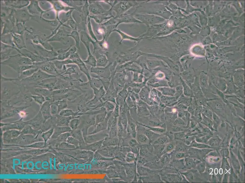Calu-1 Cell Complete Medium - small - 4