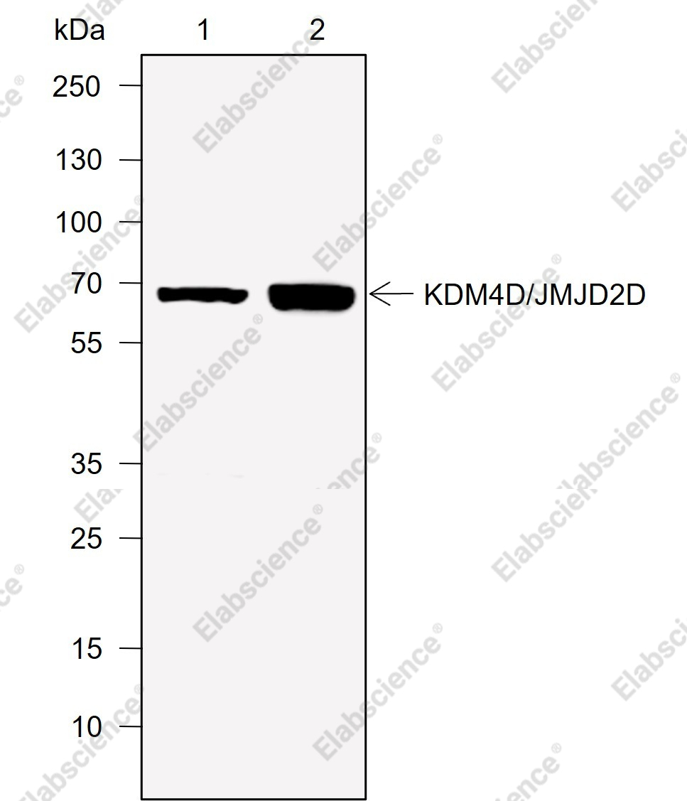 Recombinant JMJD2D Monoclonal Antibody - 1