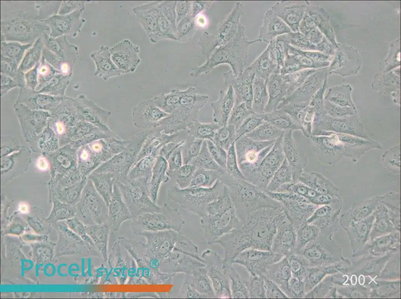 NCI-H1563 Cell Complete Medium - 4