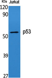 Recombinant p53 Monoclonal Antibody - small - 4