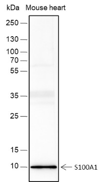 Recombinant S100A1 Monoclonal Antibody-searchlist-1