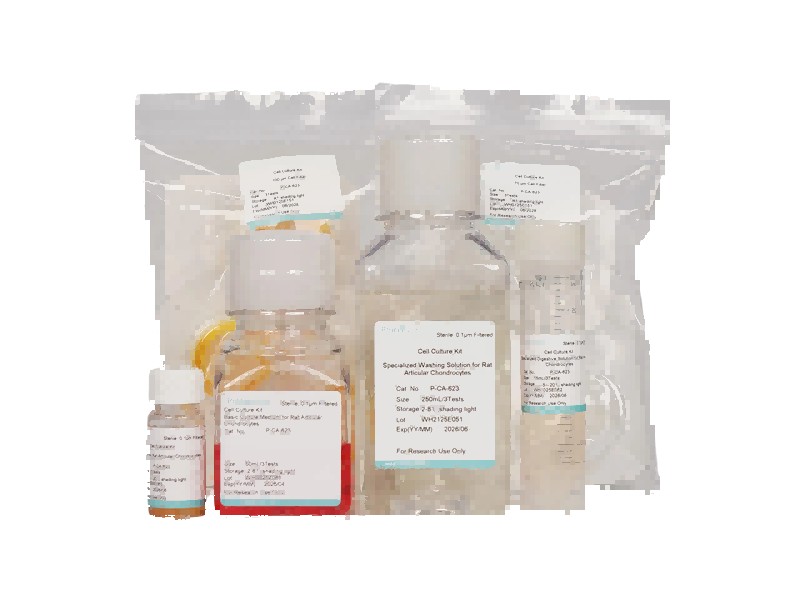 Rat Articular Chondrocyte Isolation and Culture Kit - 1