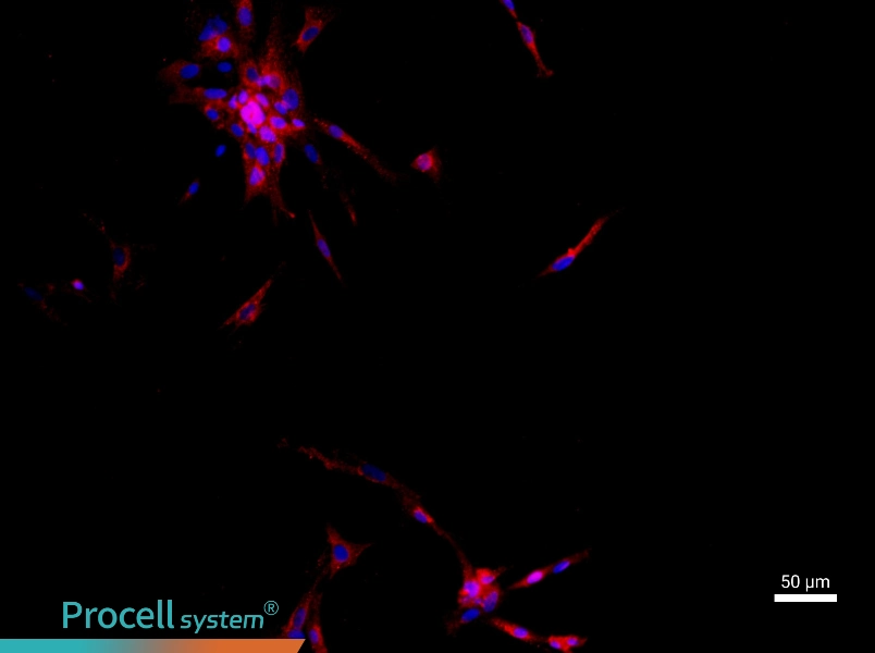 Rat Intrahepatic Bile Duct Epithelial Cell Complete Medium - 1