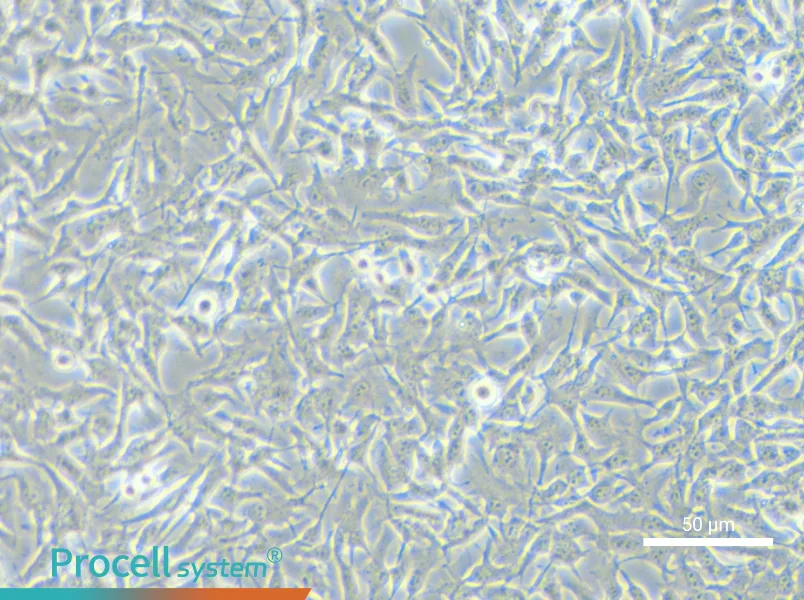 B16-F10 Cell Complete Medium - small - 4