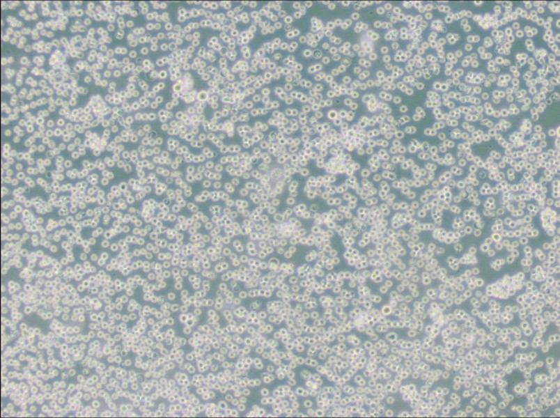 JM Cell Complete MediumJM Cell Complete Medium - 3