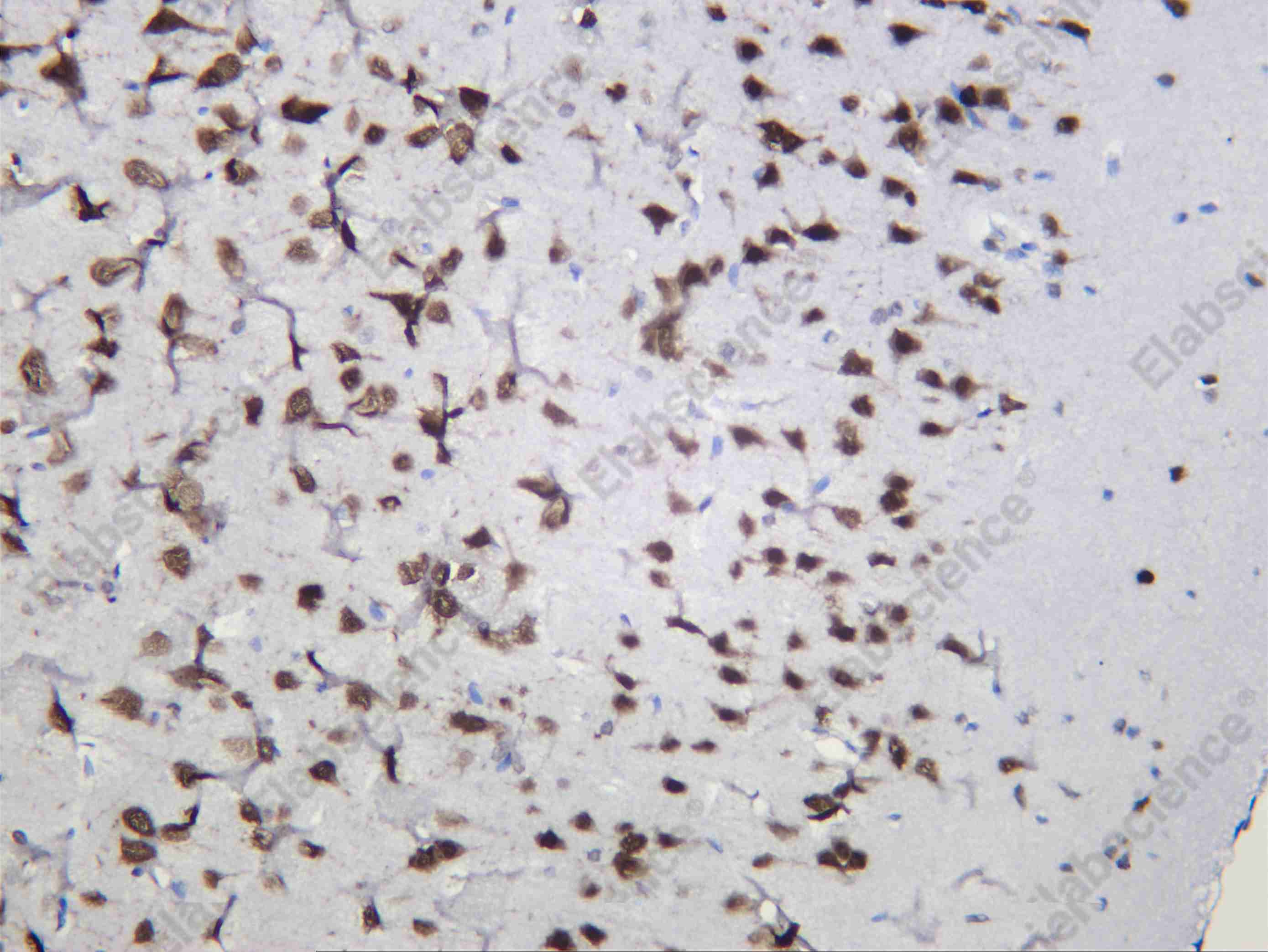 Recombinant NOVA1 Monoclonal Antibody - 4