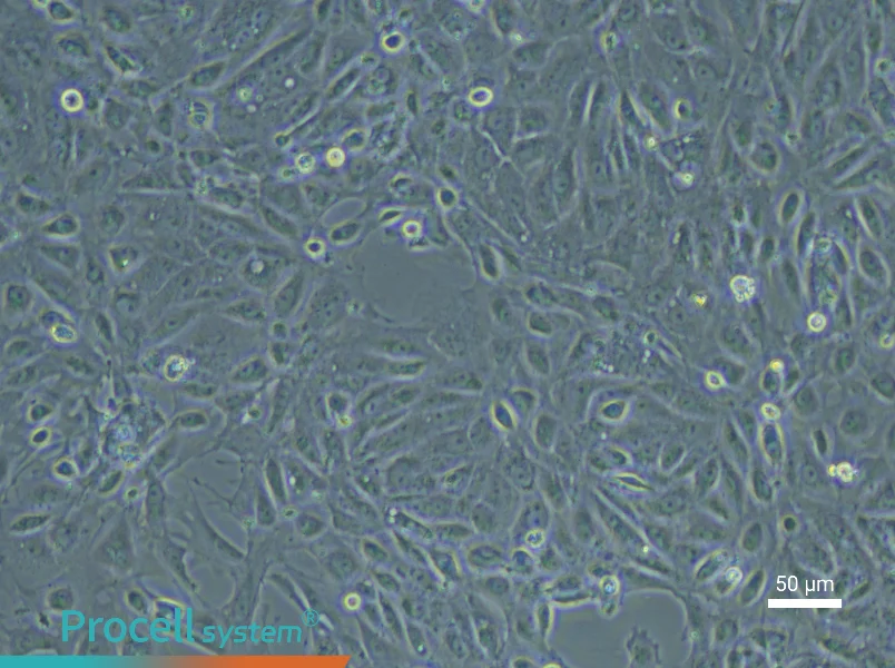 Rat Renal Tubular Epithelial Cell Complete Medium - 4