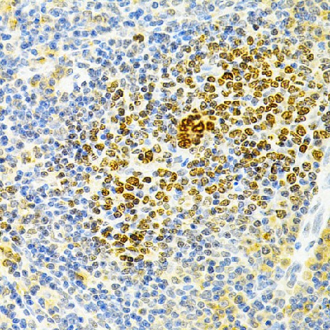 Immunohistochemistry of paraffin-embedded rat spleen using TNFRSF11B Polyclonal Antibody at dilution of 1:200 (40x lens).Perform microwave antigen retrieval with 10 mM PBS buffer pH 7.2 before commencing with IHC staining protocol.