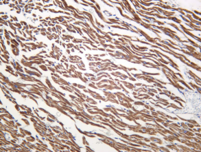 Recombinant PTGES2 Monoclonal Antibody - 1