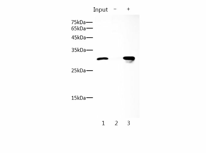 Flag-Tag Monoclonal Antibody - small - 4