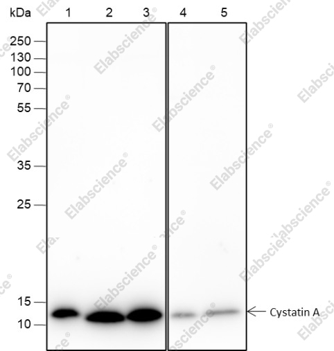 Recombinant Cystatin A Monoclonal Antibody - 1