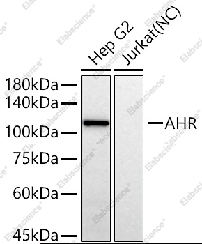 AHR Polyclonal Antibody - 2