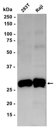 Recombinant 4-1BBL/CD137L/TNFSF9 Monoclonal Antibody - 1