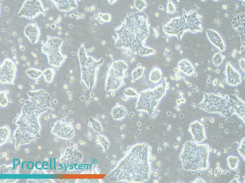 LC-2/ad Cell Complete Medium - 1