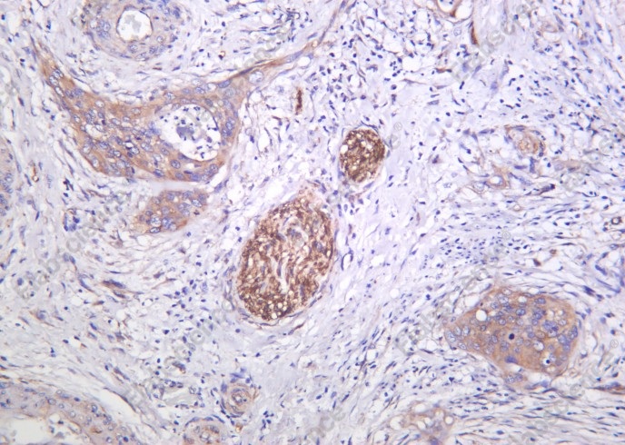 Recombinant Caspase-9 Monoclonal Antibody - 2