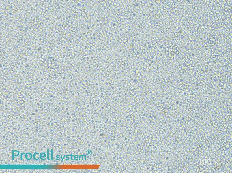 THP-1 Cell Complete Medium - 2