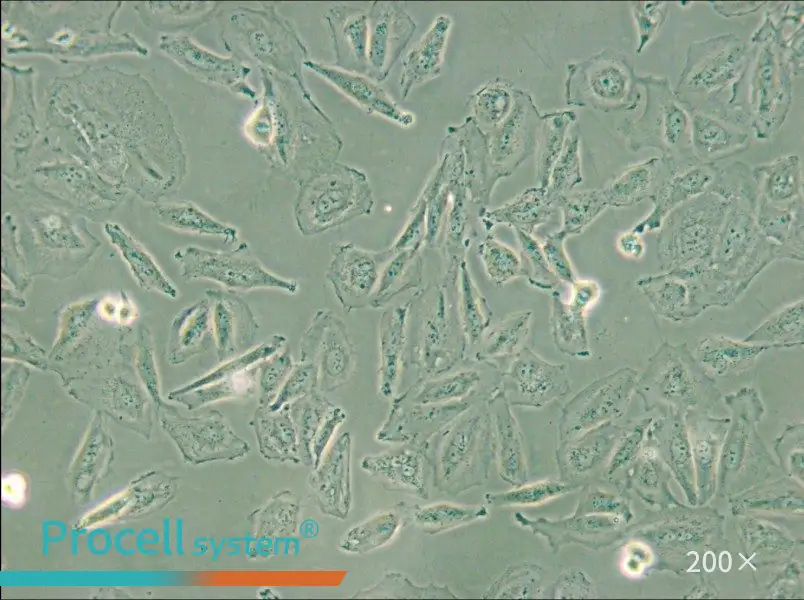 TCCSUP Cell Complete Medium - small - 6
