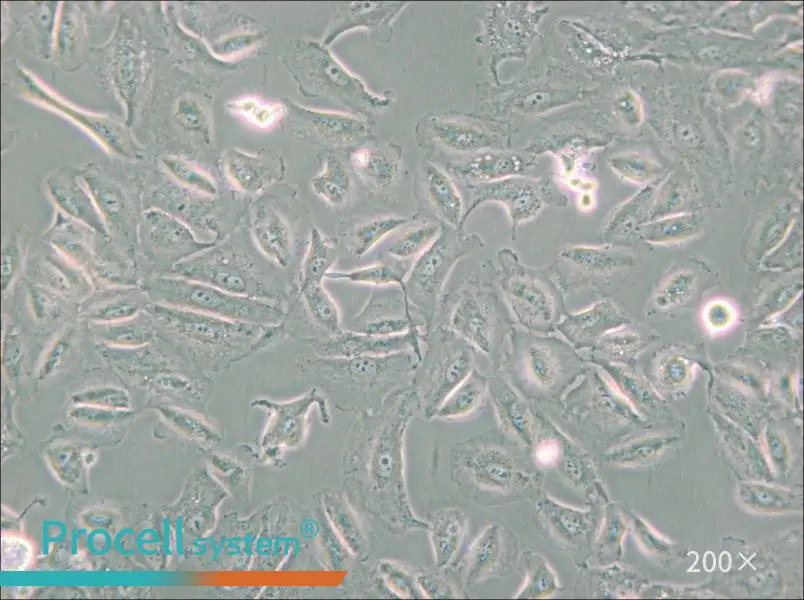 Caki-2 Cell Complete Medium - small - 5